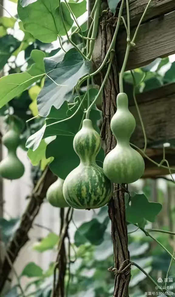 微镜头下的葫芦美景,碧绿的叶子,太美了